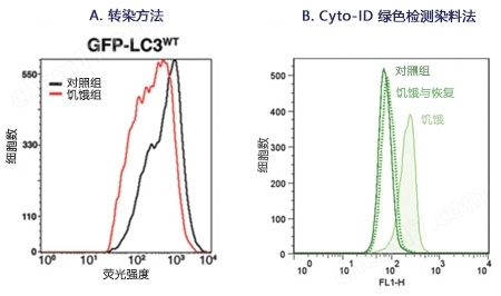 CYTO-ID&#174; 自噬检测试剂盒自噬-Wako富士胶片和光