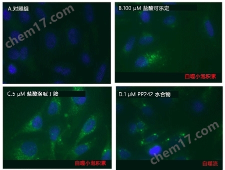CYTO-ID&#174; 自噬检测试剂盒自噬-Wako富士胶片和光