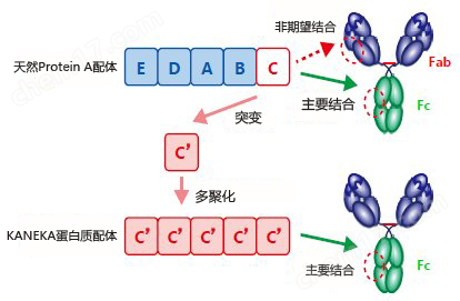 KANEKA KanCapA&trade; 抗体纯化预装柱分析用试剂-wako富士胶片和光