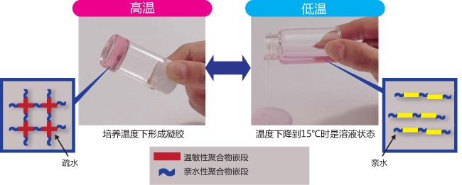 热可逆温敏性水凝胶,热可逆温敏性水凝胶原理-wako富士胶片和光