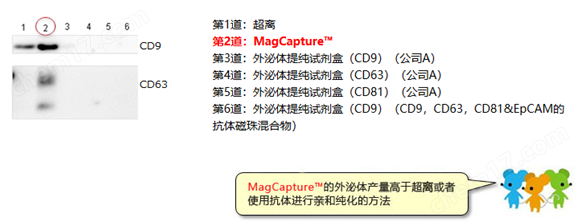 MagCapture&trade; 外泌体提取试剂盒试剂盒-wako富士胶片和光