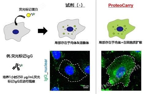 新型蛋白转染试剂：ProteoCarry转染试剂-wako富士胶片和光