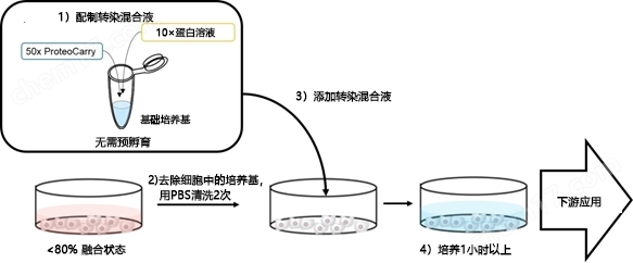 新型蛋白转染试剂：ProteoCarry转染试剂-wako富士胶片和光