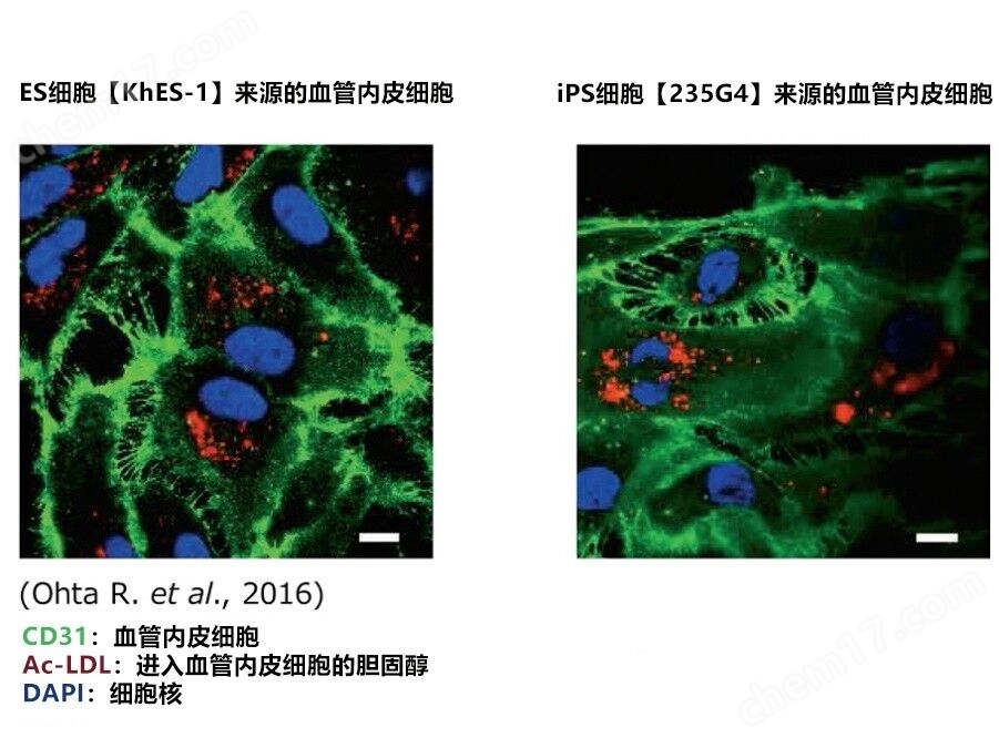 血管内皮细胞分化诱导用粘连蛋白干细胞-wako富士胶片和光