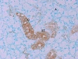 GenomONE&trade; Neo E仙台病毒包膜转染试剂转染试剂-wako富士胶片和光