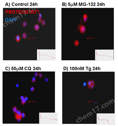 ProteoStat&#174; 蛋白聚集小体检测试剂盒试剂盒-Wako富士胶片和光