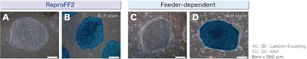 灵长类胚胎/诱导多能干细胞培养基细胞培养-Wako富士胶片和光
