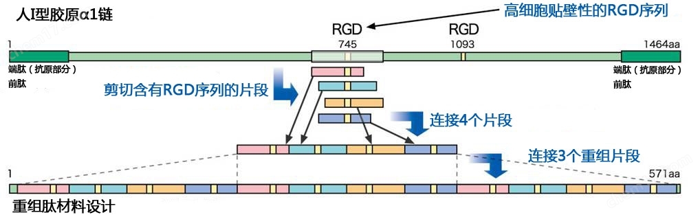 细胞外基质—cellnest人Ⅰ型重组胶原蛋白肽细胞培养-Wako富士胶片和光