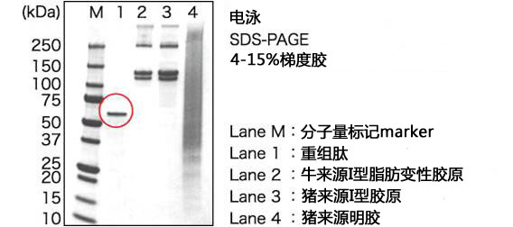 细胞外基质—cellnest人Ⅰ型重组胶原蛋白肽细胞培养-Wako富士胶片和光