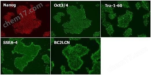 Wako和光-人多能性干细胞无血清培养基细胞培养-Wako富士胶片和光