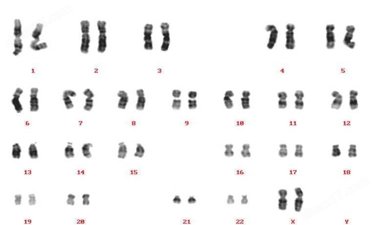 Wako和光-人多能性干细胞无血清培养基细胞培养-Wako富士胶片和光