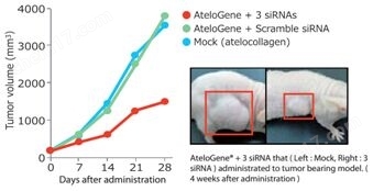 AteloGene® siRNA活体转染试剂盒转染试剂-Wako富士胶片和光