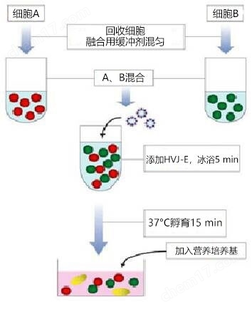 GenomONE&trade;-CF E 仙台病毒包膜细胞融合试剂转染试剂-Wako富士胶片和光