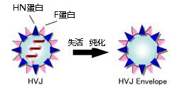 GenomONE&#174; E仙台病毒包膜细胞融合试剂细胞培养用试剂-Wako富士胶片和光