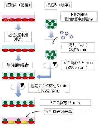 GenomONE&#174; E仙台病毒包膜细胞融合试剂细胞培养用试剂-Wako富士胶片和光