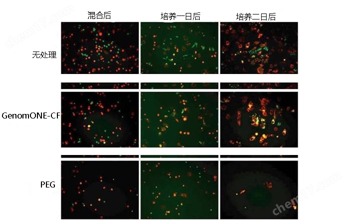 GenomONE&#174; E仙台病毒包膜细胞融合试剂细胞培养用试剂-Wako富士胶片和光