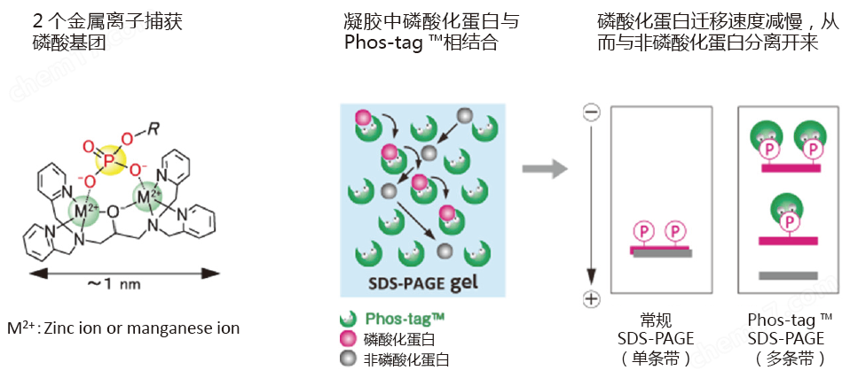 SuperSep Phos-tag&trade; 预制胶蛋白研究-Wako富士胶片和光