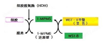 显色法测定组胺试剂盒过敏原检测-Wako富士胶片和光