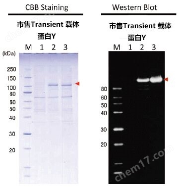 重组蛋白纯化系统Target tag/PA tag生物试剂-Wako富士胶片和光
