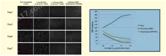 ScreenFect&trade; siRNA转染试剂生物试剂-Wako富士胶片和光