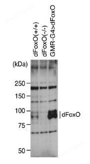 抗dFoO多克隆抗体生物试剂-Wako富士胶片和光