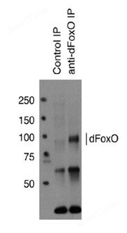 抗dFoO多克隆抗体生物试剂-Wako富士胶片和光