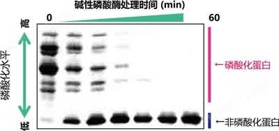 磷酸化蛋白—Phos-tag&trade; 丙烯酰胺蛋白研究-Wako富士胶片和光