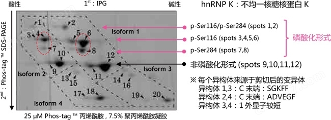 磷酸化蛋白—Phos-tag&trade; 丙烯酰胺蛋白研究-Wako富士胶片和光