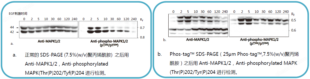 磷酸化蛋白—Phos-tag&trade; 丙烯酰胺蛋白研究-Wako富士胶片和光