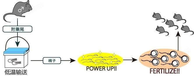 小鼠精子冻存液和体外受培养基试剂盒-Wako富士胶片和光