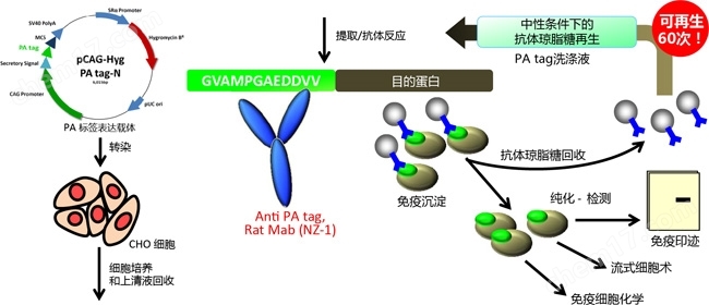 PA Tag 新型标签系统生物试剂-Wako富士胶片和光