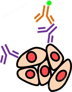 PA Tag 新型标签系统生物试剂-Wako富士胶片和光