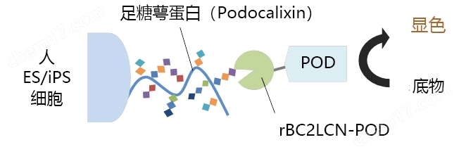 人ES/iPS细胞染色试剂盒-BF干细胞-Wako富士胶片和光