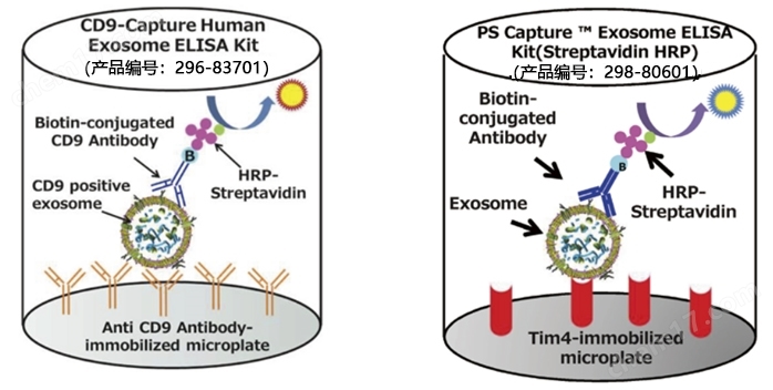 CD9/63/81-Capture人外泌体ELISA试剂盒HRP细胞分析-Wako富士胶片和光