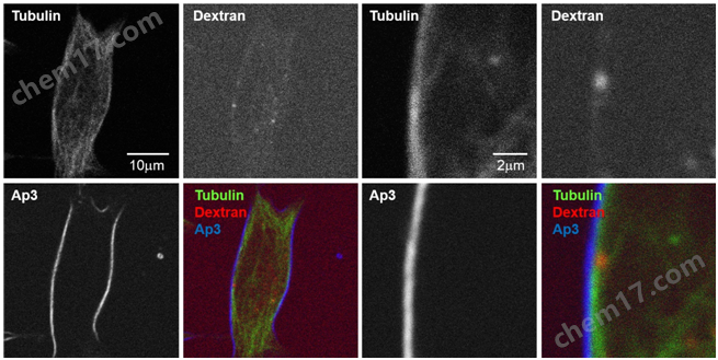 Ap3, SHG成像染料细胞分析-Wako富士胶片和光