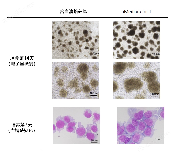 T淋巴细胞无血清培养基 iMediam for T细胞培养-Wako富士胶片和光