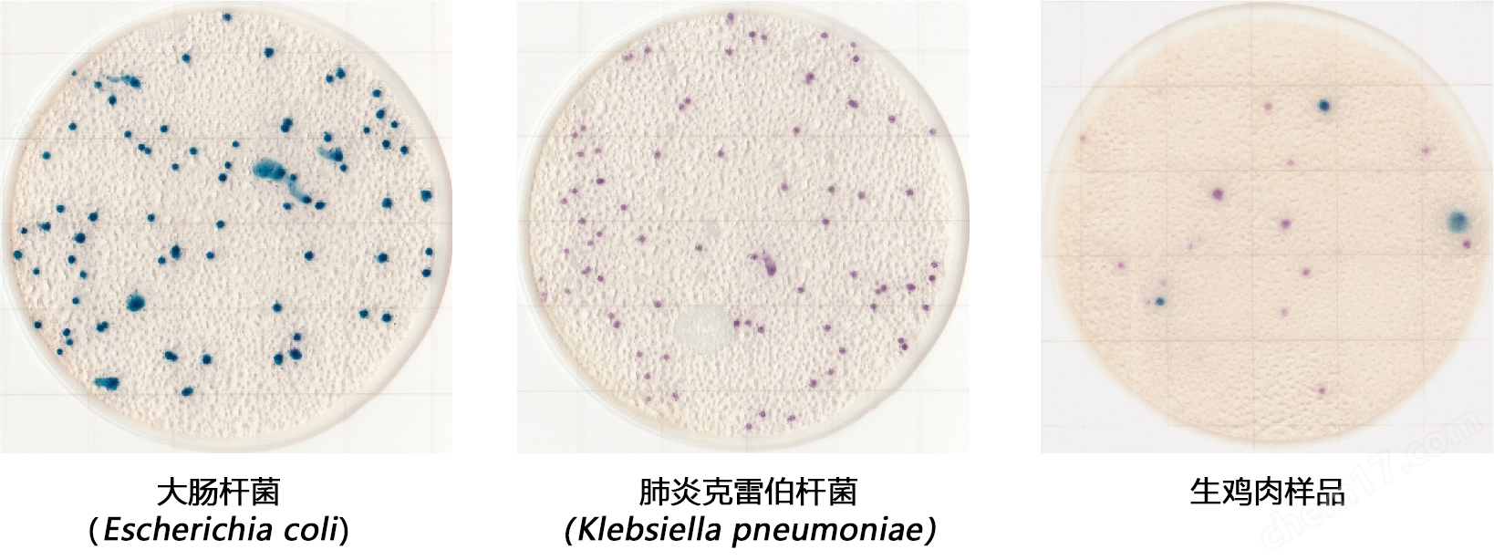 大肠杆菌•大肠菌群测试片(原Medi•Ca EC）培养基-Wako富士胶片和光