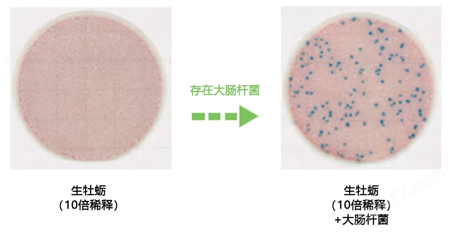 大肠杆菌•大肠菌群测试片(原Medi•Ca EC）培养基-Wako富士胶片和光