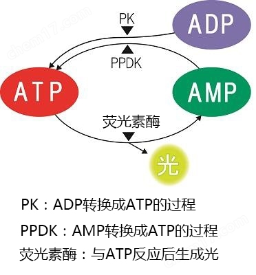 ATP荧光检测仪配套试剂棒：LuciPac A3系列ATP荧光检测仪-Wako富士胶片和光