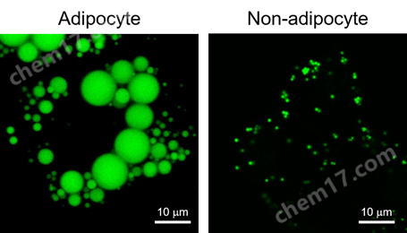 0416227920554027.png LipiDye® Ⅱ 高灵敏度脂滴成像荧光染料细胞分析-Wako富士胶片和光
