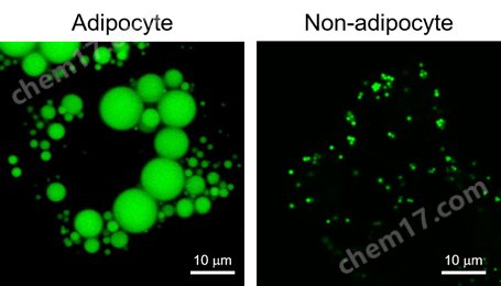 LipiDye&#174; Ⅱ 高灵敏度脂滴成像荧光染料细胞分析-Wako富士胶片和光