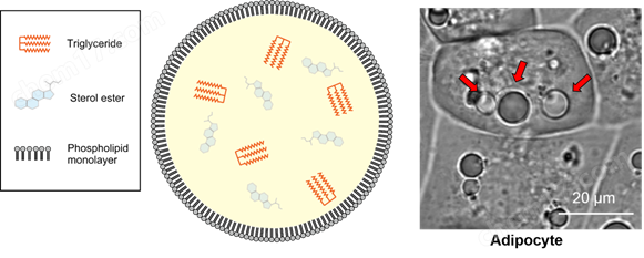 LipiDye&#174; Ⅱ 高灵敏度脂滴成像荧光染料细胞分析-Wako富士胶片和光