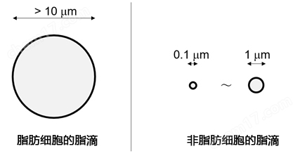 LipiDye&#174; Ⅱ 高灵敏度脂滴成像荧光染料细胞分析-Wako富士胶片和光