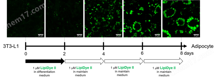 0416227942556119.png LipiDye® Ⅱ 高灵敏度脂滴成像荧光染料细胞分析-Wako富士胶片和光
