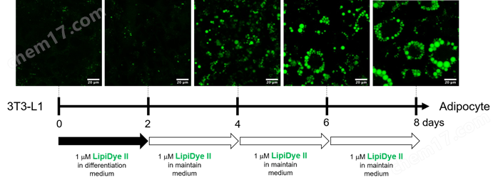 LipiDye&#174; Ⅱ 高灵敏度脂滴成像荧光染料细胞分析-Wako富士胶片和光