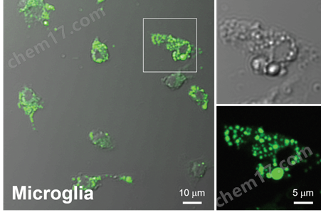 LipiDye&#174; Ⅱ 高灵敏度脂滴成像荧光染料细胞分析-Wako富士胶片和光