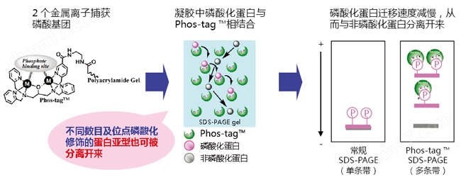Phos-tag&trade; 丙烯酰胺试剂盒-Wako富士胶片和光