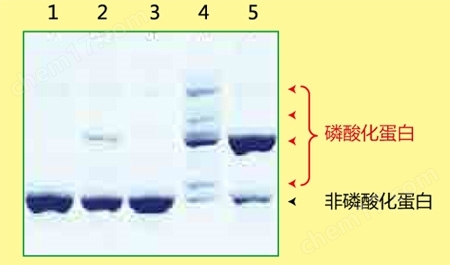 Phos-tag&trade; 丙烯酰胺试剂盒-Wako富士胶片和光