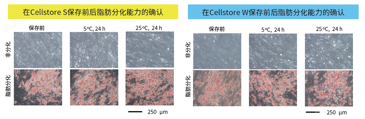 Cellstor S • Cellstor W细胞培养-Wako富士胶片和光