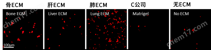 IN SITE&trade; Metastasis Kit细胞培养-Wako富士胶片和光